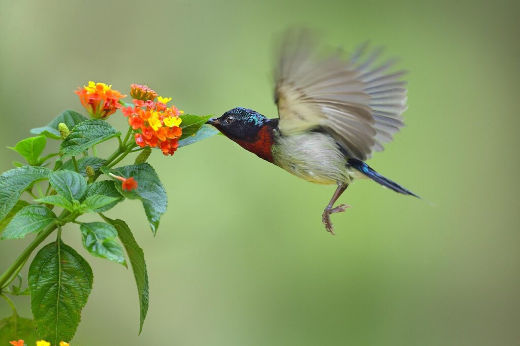 chim hút mật, bird, animal, nature, birds, honey, animals, natura, natura, natura, natura, natura, natura